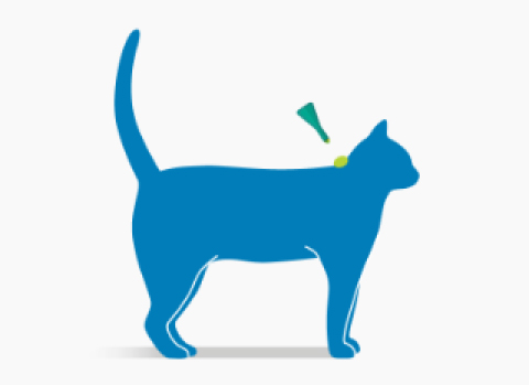 frontline plus cat how-to