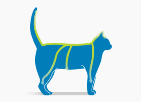 frontline plus cat how-to